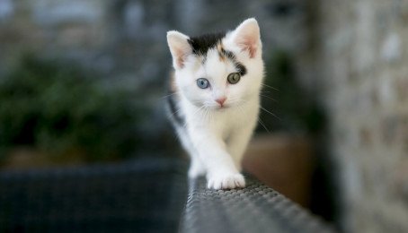 101 hình con mèo dễ thương cute nhất chất lượng cao tải miễn phí