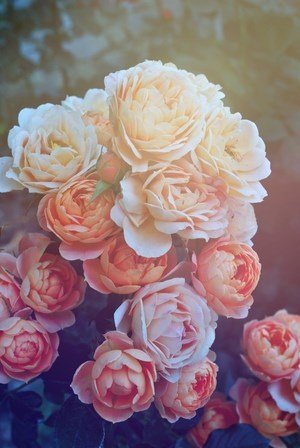 TOP những hình nền hoa đẹp cho iPhone siêu ĐẸP, chất lượng CAO | Hướng dẫn  kỹ thuật