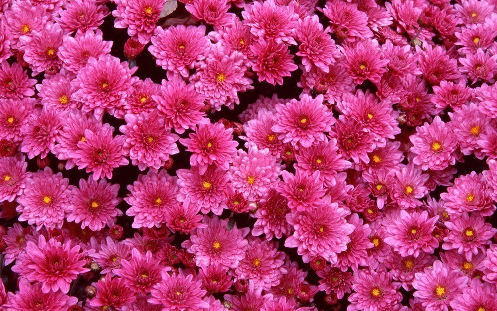 Hình nền hoa đẹp nhất P1 - Hình nền máy tính đẹp nhất | Hình nền hoa, Hoa  đẹp, Hoa