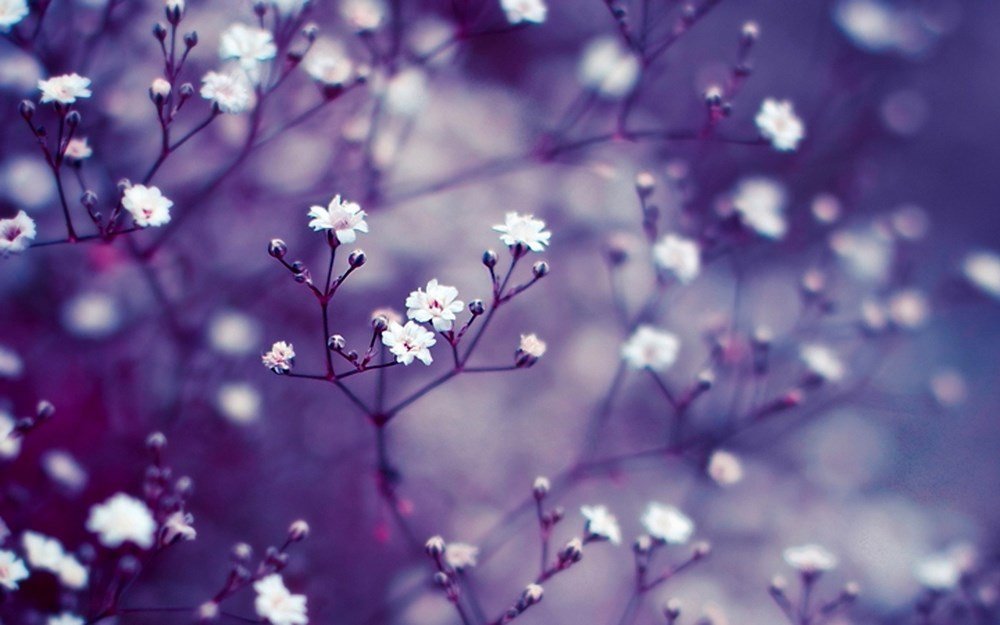 Top 50 hình ảnh hoa lan đẹp nhất thế giới full HD Hà Nội Spirit Of Place