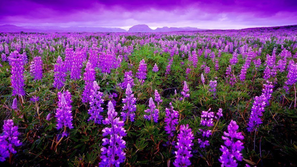 Tổng hợp hình nền đẹp về hoa oải hương Lavender