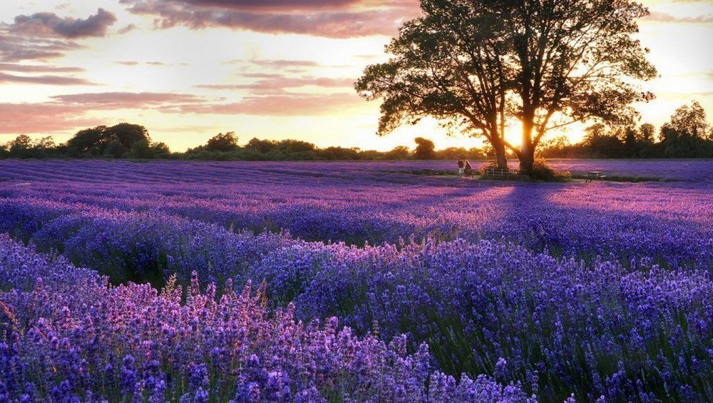 Hình ảnh ý nghĩa hoa Lavender  Oải Hương tím thủy chung