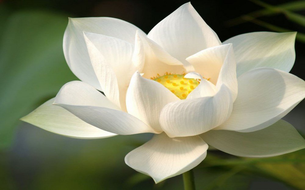 Hình nền hoa sen trắng: Nếu bạn đang tìm kiếm một hình nền đơn giản nhưng không kém phần đẹp mắt và tinh tế, hình nền hoa sen trắng sẽ là một lựa chọn hoàn hảo cho bạn. Sắc trắng tinh khôi và thanh lịch của những bông hoa sen sẽ làm cho màn hình của bạn trở nên dịu dàng và sang trọng.
